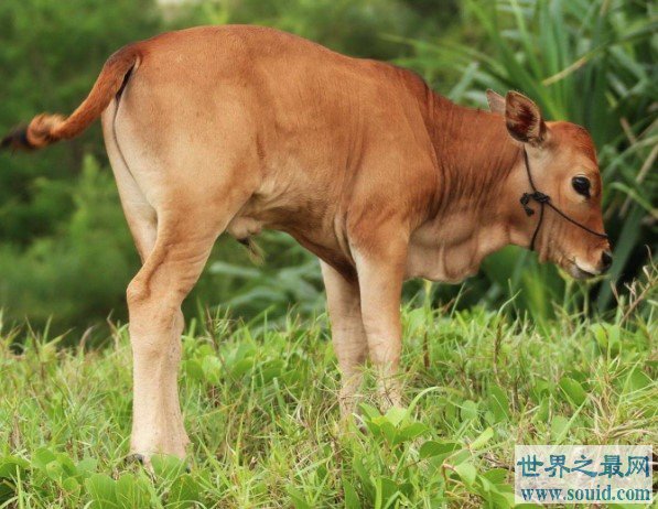 世界上最小的牛，天台小狗牛仅一般狗大小(www.gifqq.com)