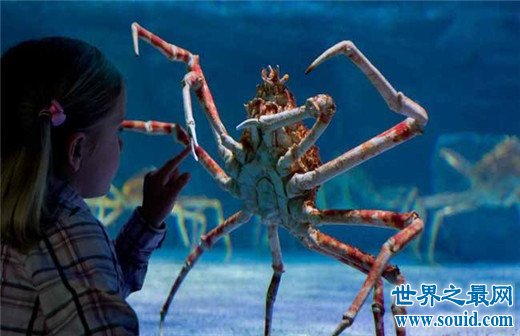 世界上最重的螃蟹，塔斯马尼亚帝王蟹重达45公斤(www.gifqq.com)