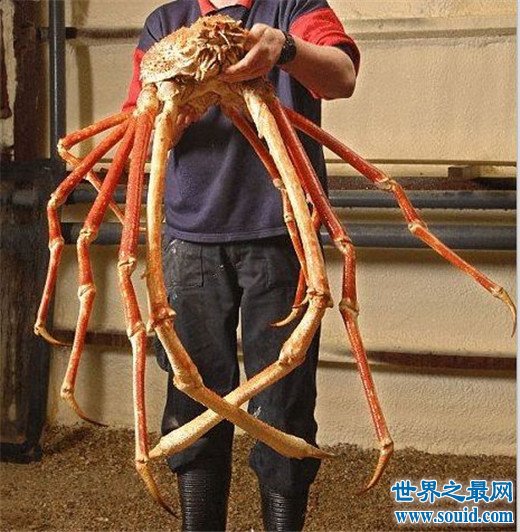 世界上最重的螃蟹，塔斯马尼亚帝王蟹重达45公斤(www.gifqq.com)