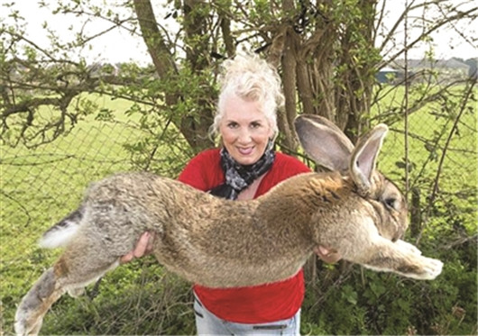 世界上最胖的兔子，大流士兔重45斤（每天吃12根胡萝卜）