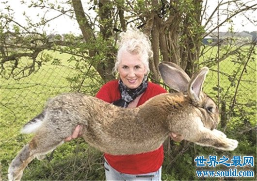 世界上最胖的兔子，大流士兔重45斤（每天吃12根胡萝卜）(www.gifqq.com)