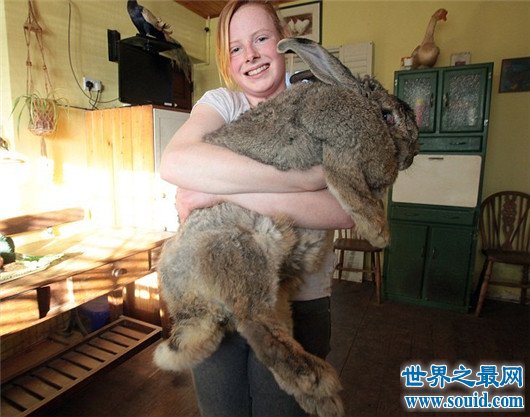 世界上最胖的兔子，大流士兔重45斤（每天吃12根胡萝卜）(www.gifqq.com)
