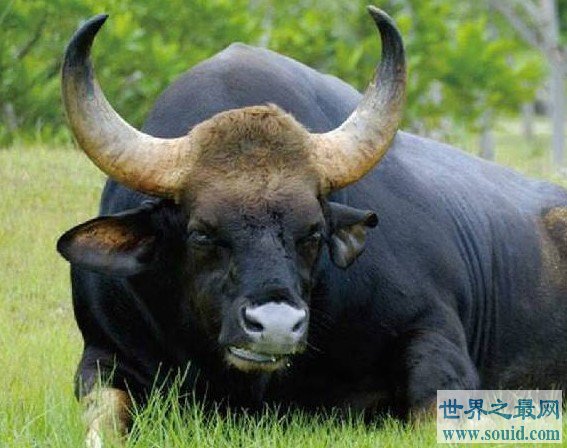 世界上最重的牛重达2450斤，比一辆车都重(www.gifqq.com)