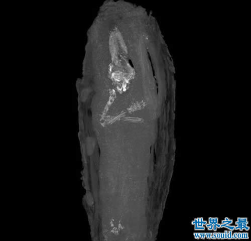 世界上最小的木乃伊，仅16周大的胎儿棺木(www.gifqq.com)