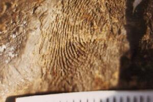 世界上人类最早的指纹，7000年前女人或小孩
