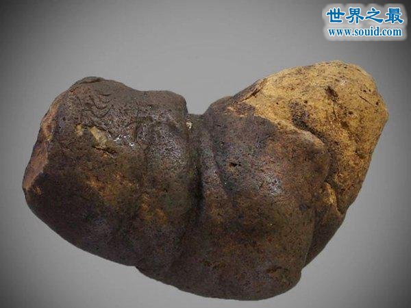世界上保存最久的屎，来自12000年前的粪化石(www.gifqq.com)