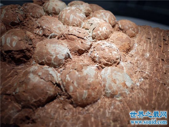 恐龙蛋化石历史久远，中国的化石数目惊人(www.gifqq.com)