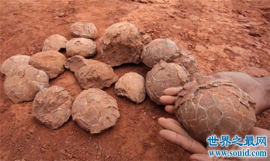 恐龙蛋化石历史久远，中国的化石数目惊人(www.gifqq.com)