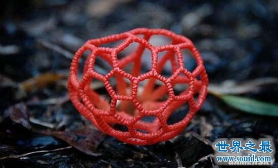 世界上最奇异的植物，散发腐尸味道的尸花魔芋(www.gifqq.com)