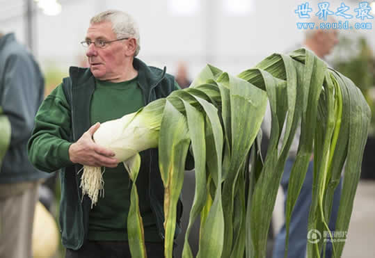 英国举行巨型蔬菜大赛，蔬菜的世界之最(www.gifqq.com)