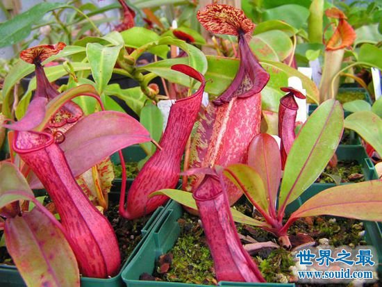 世界上最毒的10种植物，常碰到的剧毒植物(www.gifqq.com)