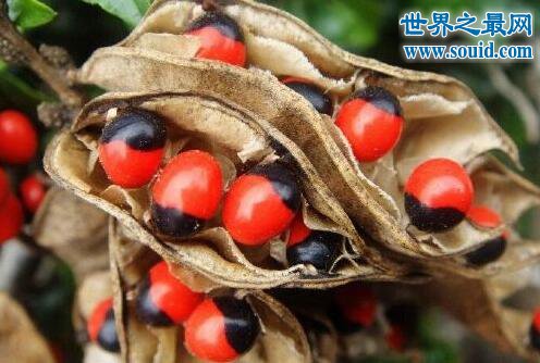世界上毒性最强的植物，鸡母珠(一颗足以致命)(www.gifqq.com)