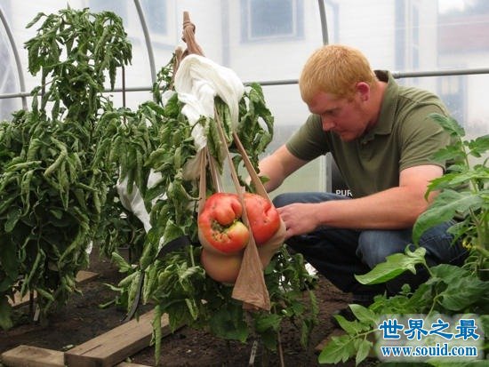 世界上最大的番茄，重达8斤(可供10个食用)(www.gifqq.com)