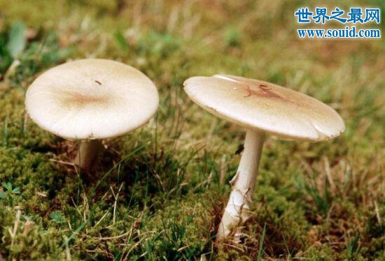 世界上最毒的蘑菇，死亡帽(0.03克即可致人死亡)(www.gifqq.com)