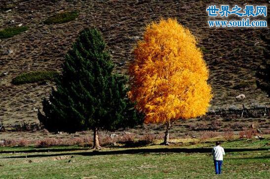 世界上最浪漫的树，夫妻树(牺牲自己供给养料)(www.gifqq.com)