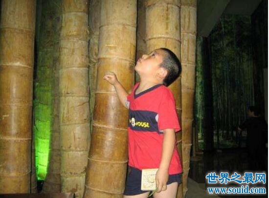 世界上最大的竹子—巨龙竹，最高可达45米(15层楼)(www.gifqq.com)