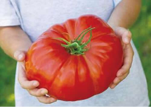 世界上最大的番茄，重达8斤(可供10个食用)(www.gifqq.com)