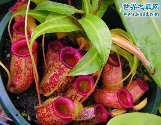 自然界十大食肉植物，猪笼草(美丽而残酷)(www.gifqq.com)