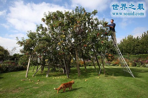 世界上能长出最多品种的果树，多达250种(www.gifqq.com)