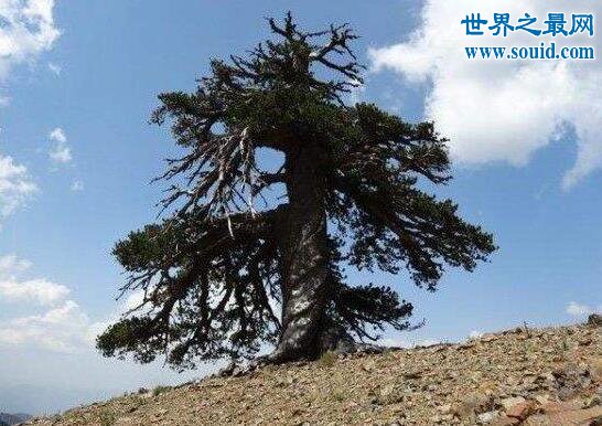 欧洲最古老的树，巴尔干松1075岁(经历过二战)(www.gifqq.com)