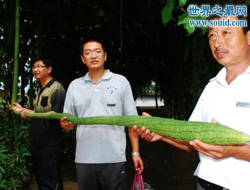 世界上最长的丝瓜，丝瓜成精巨长(长达4米)(www.gifqq.com)