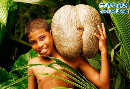 世界上最大的种子，海椰子(长50厘米/重达40斤)(www.gifqq.com)