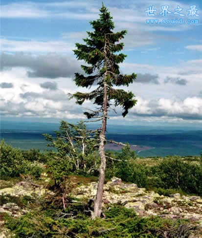 世界上最古老的树，接近1万年高龄(还很年轻)(www.gifqq.com)