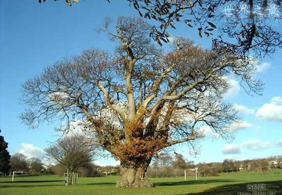 世界上最粗的树，百骑大栗树(直径17.5米)(www.gifqq.com)