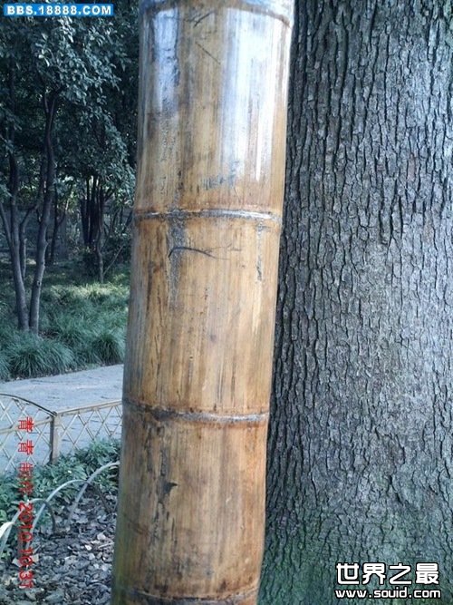 世界上最大的竹子—巨龙竹，最高可达45米(15层楼)(www.gifqq.com)