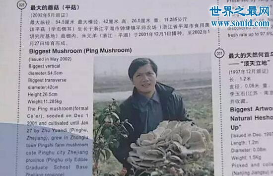 世界上最大的平菇，嘉兴平湖巨型平菇(54.5cm)(www.gifqq.com)