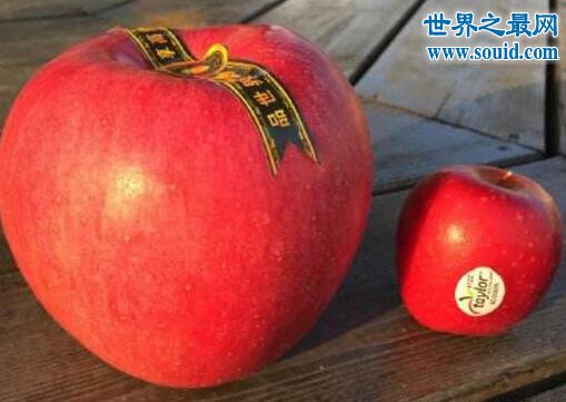 世界上最贵的苹果，日本世界一号苹果(228元1个)(www.gifqq.com)