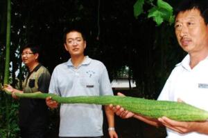 世界上最长的丝瓜，丝瓜成精巨长(长达4米)