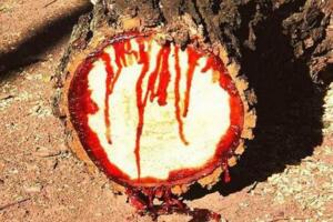 世界上最神奇的植物，龙血树竟能流出鲜红血液