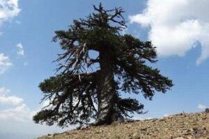 欧洲最古老的树，巴尔干松1075岁(经历过二战)
