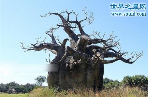 世界上最奇怪的树吸血树，能吸光你血(千万不要碰)(www.gifqq.com)