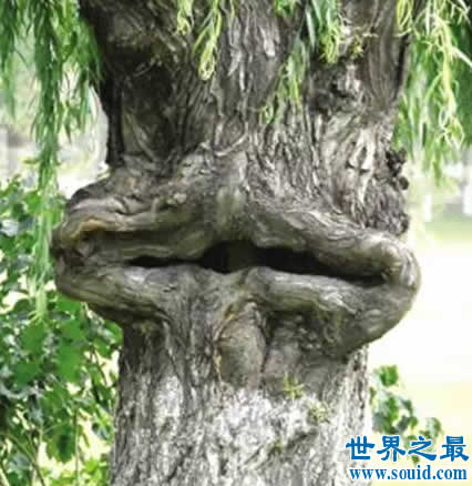 世界上最奇特的树，千年树妖龙血树(会流血)(www.gifqq.com)