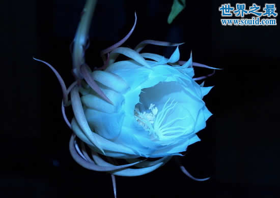 世界上最大的花，大王花散发腐尸味(花径长1米)(www.gifqq.com)