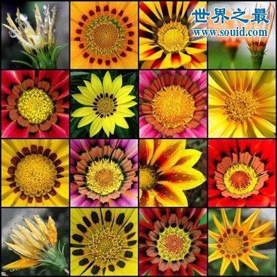 世界上最美的花，盘点十大最美丽的花(www.gifqq.com)