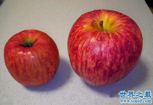世界上最大的苹果，重达3斤/周长45厘米(图)(www.gifqq.com)