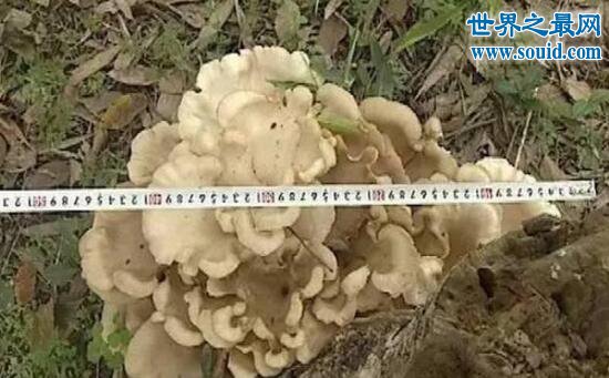 世界上最大的平菇，嘉兴平湖巨型平菇(54.5cm)(www.gifqq.com)