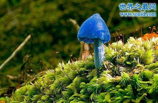 世界十大最奇怪的蘑菇，天蓝蘑菇颜色最鲜艳(www.gifqq.com)
