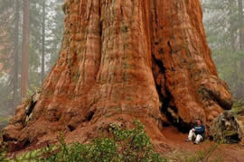 世界上最大的树，谢尔曼将军树(20个人才抱的住)