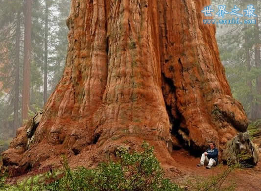 世界上最大的树，谢尔曼将军树(20个人才抱的住)(www.gifqq.com)