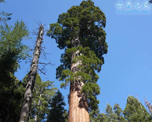 世界上最高的树，杏仁桉(156米高/50层高楼)(www.gifqq.com)