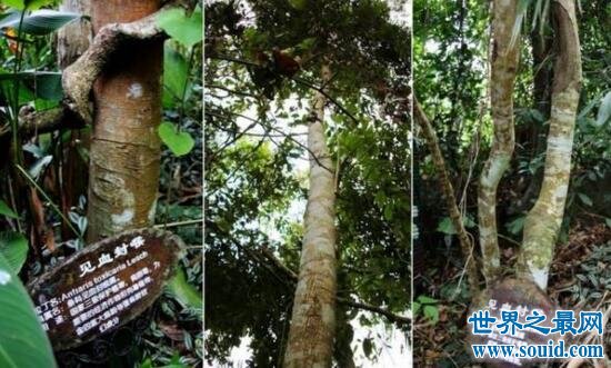 世界上最毒的树，箭毒木见血封喉(沾上即死)(www.gifqq.com)