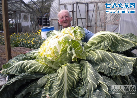 世界上最大的花菜，英国老汉种出54斤超级大花菜(www.gifqq.com)