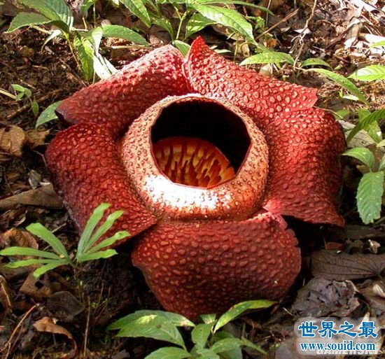 世界上最奇异的植物，散发腐尸味道的尸花魔芋(www.gifqq.com)