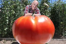 世界上最大的番茄，重达8斤(可供10个食用)
