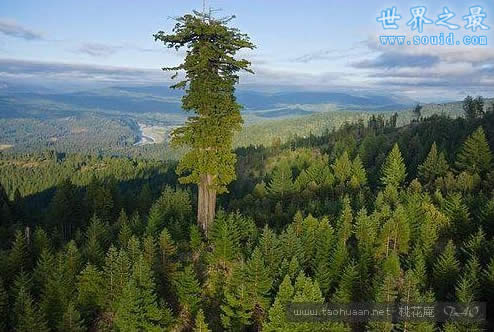 世界上最高的树，杏仁桉(156米高/50层高楼)(www.gifqq.com)
