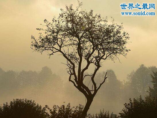 欧洲最古老的树，巴尔干松1075岁(经历过二战)(www.gifqq.com)